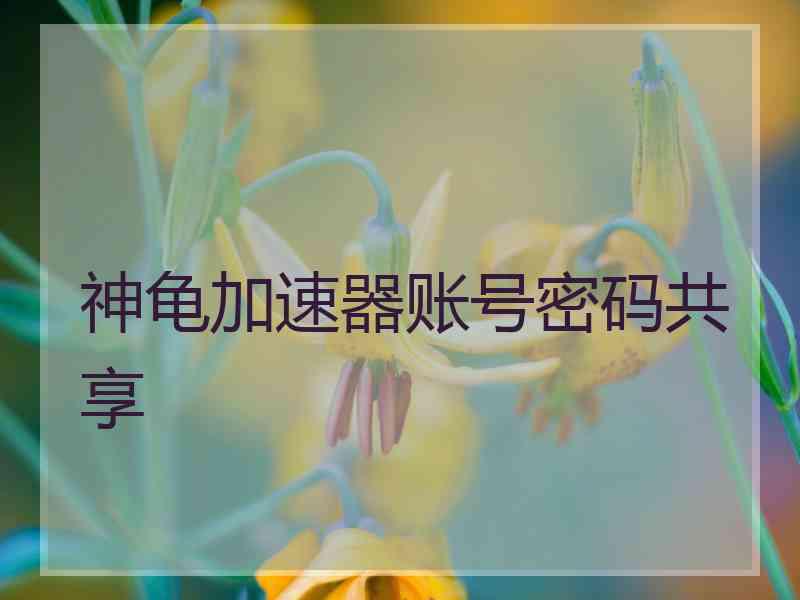 神龟加速器账号密码共享