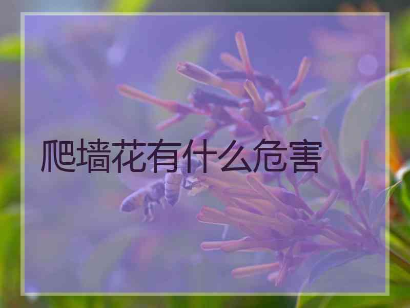 爬墙花有什么危害